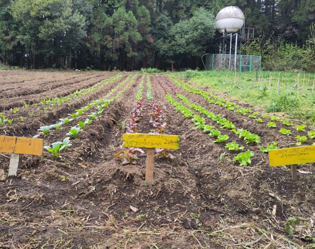 A field of new planted lettuces